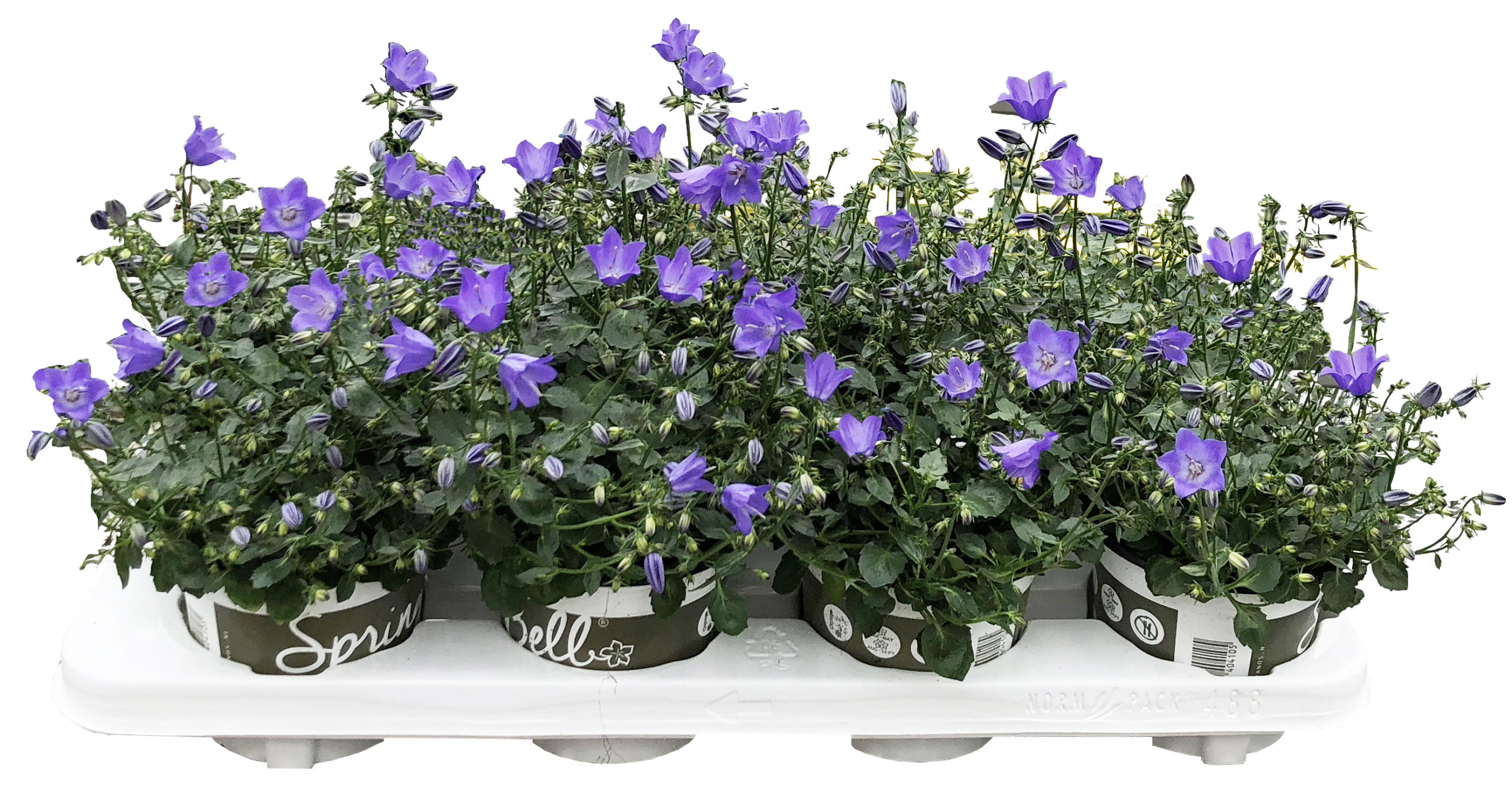 Campanula Spring Bell tray