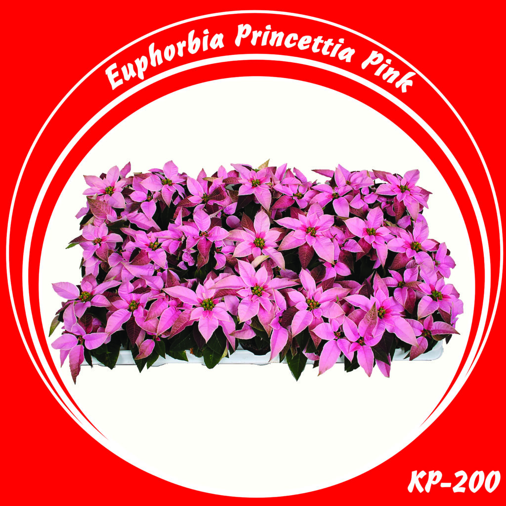 KP-200 Princettia Pink