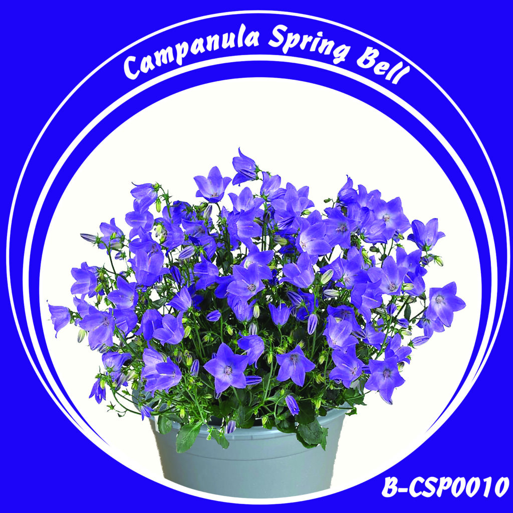 Campanula Spring Bell blauw