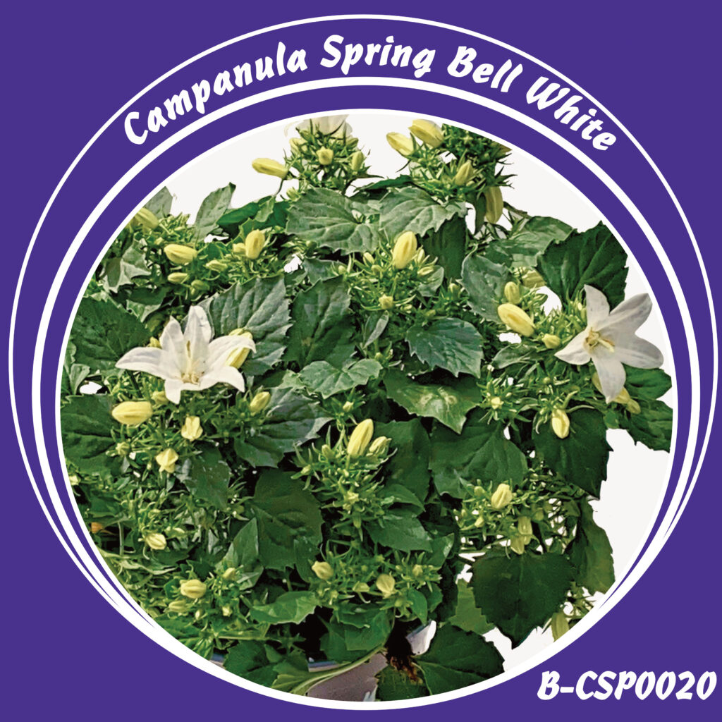 B-CSP0020-Campanula-Spring-Bell-white