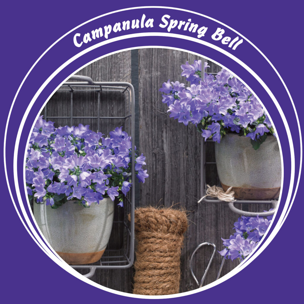 Campanula-Spring-Bell-Bloem.