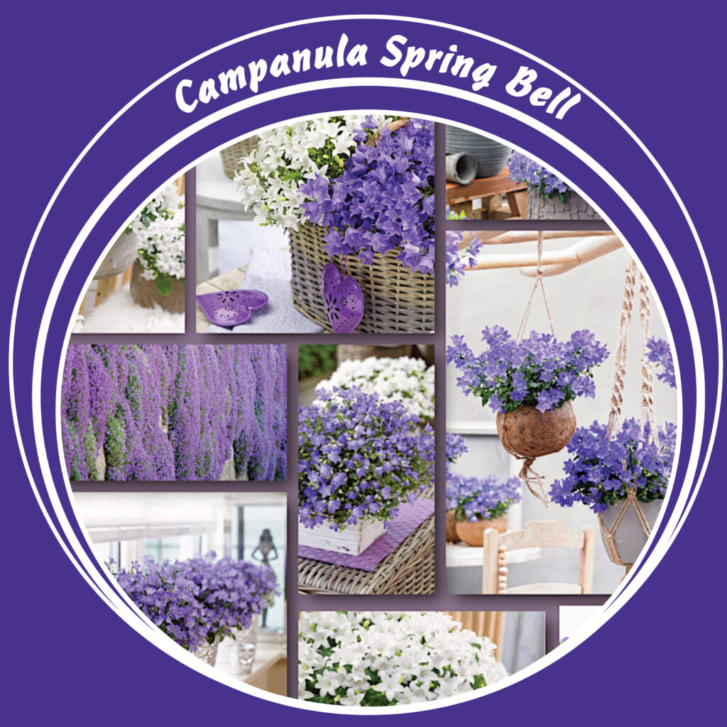 Campanula-Spring-Bell-div