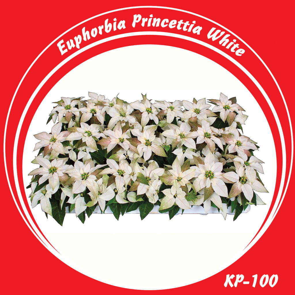 KP-100-Euphorbia--Princettia-Wit